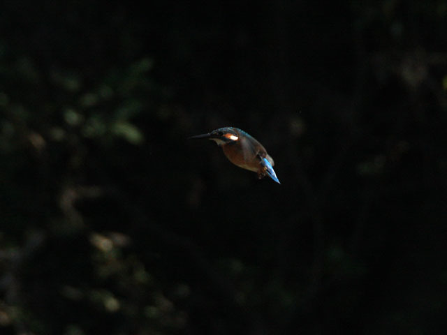 島田川のカワセミ