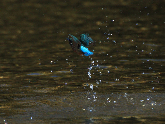 島田川のカワセミ