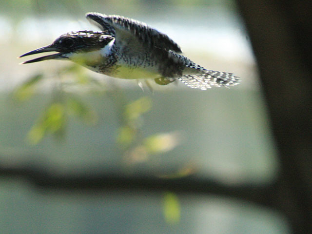 島田川のヤマセミ