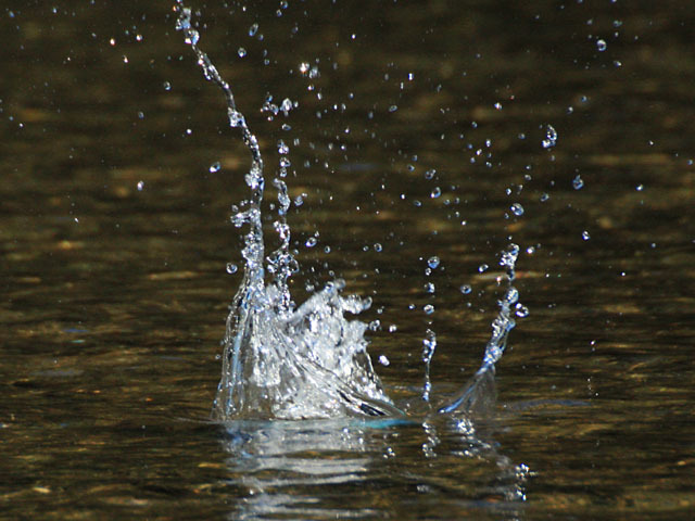 島田川のカワセミ