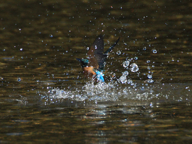 島田川のカワセミ