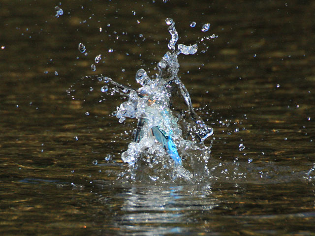 島田川のカワセミ