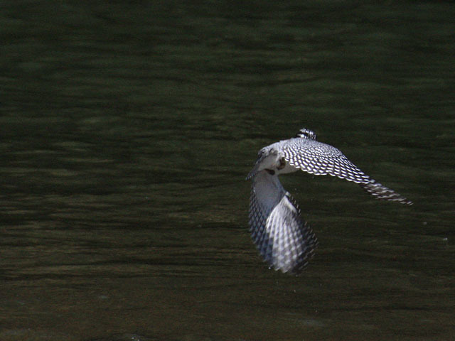 島田川のヤマセミ