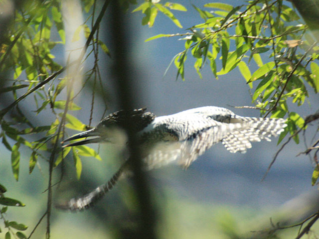 島田川のヤマセミ