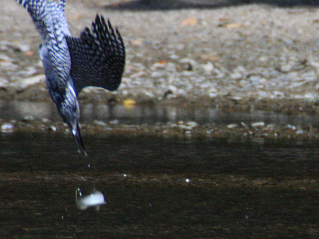 島田川のヤマセミ