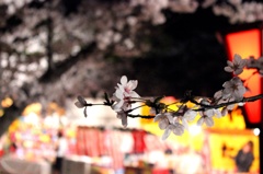 夜桜