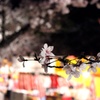 夜桜