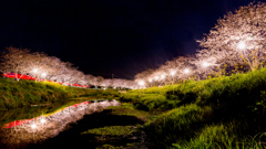 夜桜Lightup
