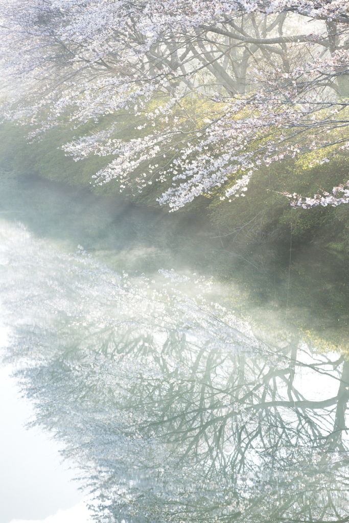 水面に映る光と桜
