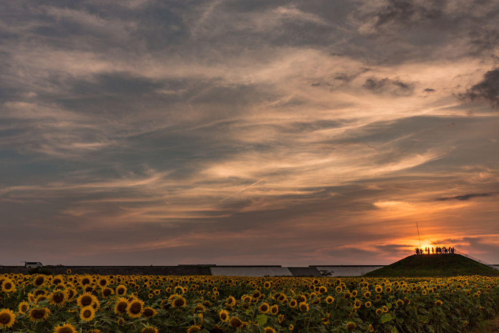 ひまわりと夕景