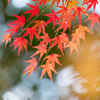 晩秋を惜しむ声