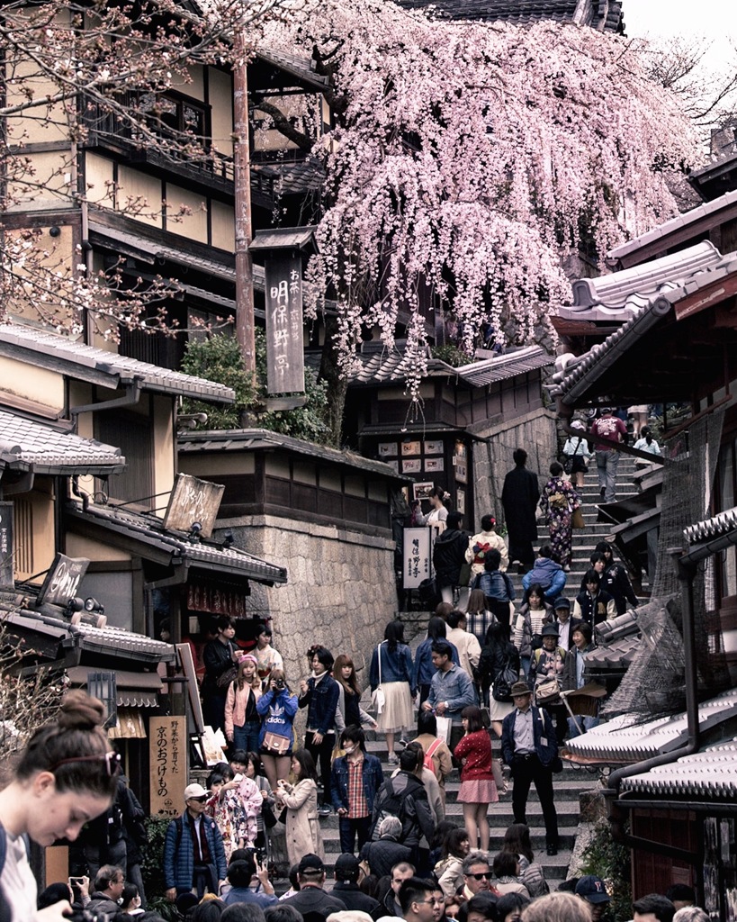 三年坂の桜