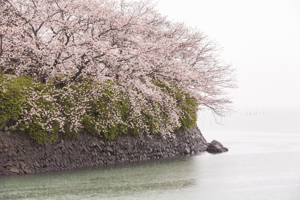 雨の中の桜