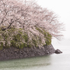 雨の中の桜