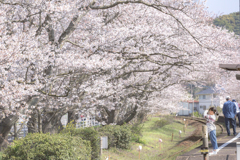 ちびっ子カメラマンと桜の駅