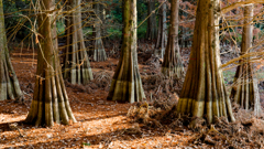 Root of trees