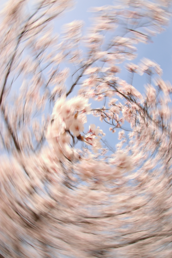 桜の渦へ