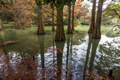 Deep Forest ＆Reflections