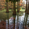 Deep Forest ＆Reflections