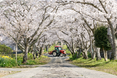 桜トンネルとトラクター