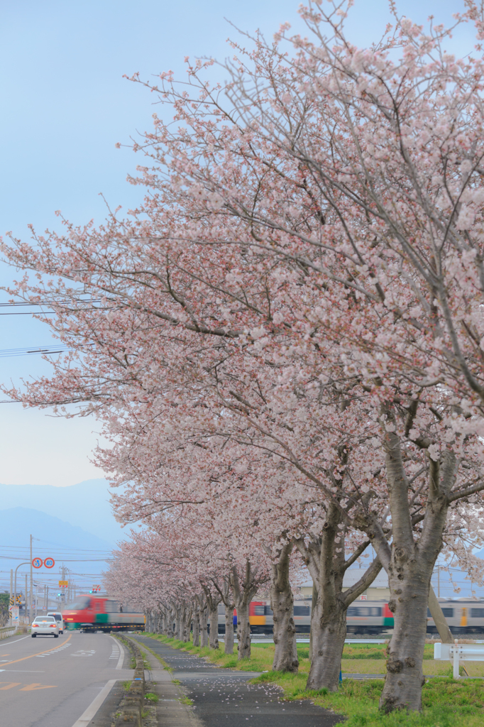 桜色列車