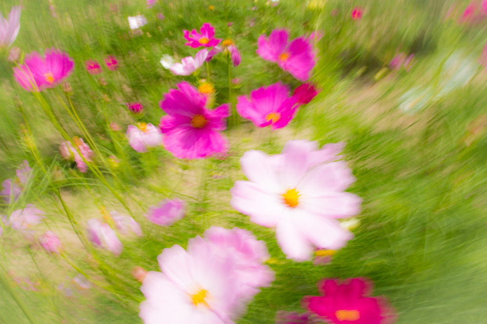 おどるおどる秋桜