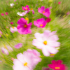 おどるおどる秋桜