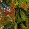 大木の側で-紅葉-