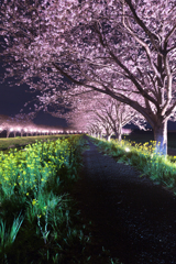夜桜小道