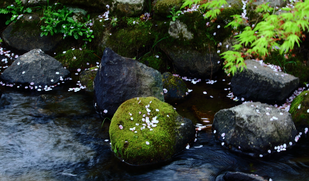 苔の上の桜花びら