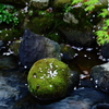 苔の上の桜花びら