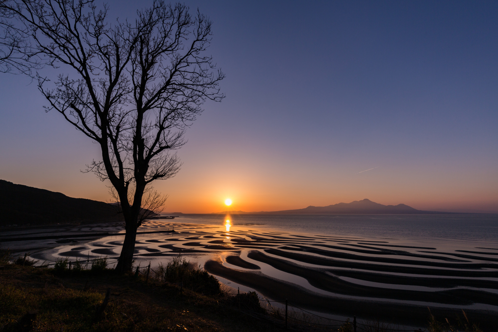 木の側から夕日を眺める