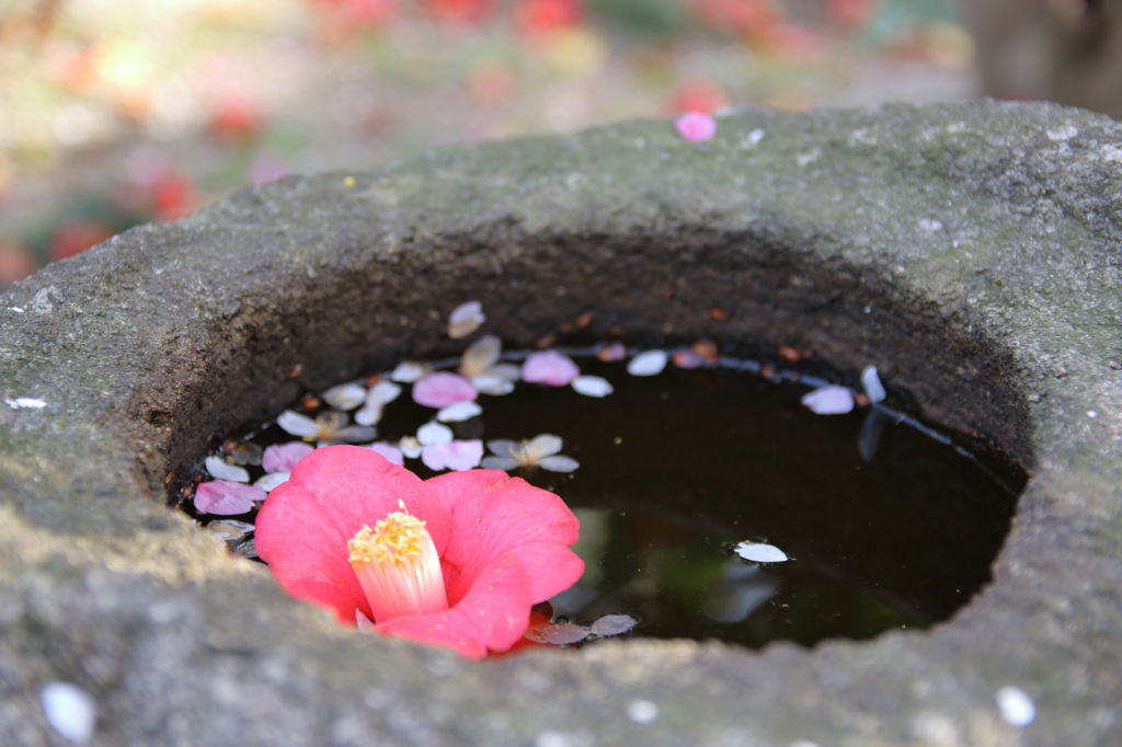 水に浮かぶ花