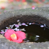 水に浮かぶ花