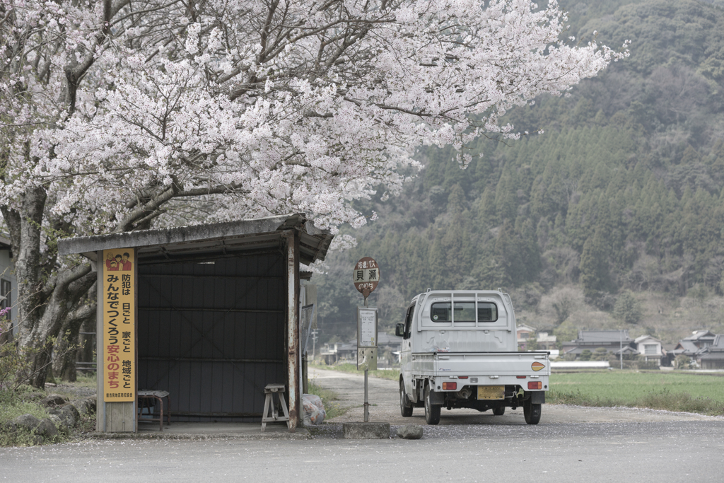 桜のバス停