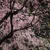 SakuraGradation