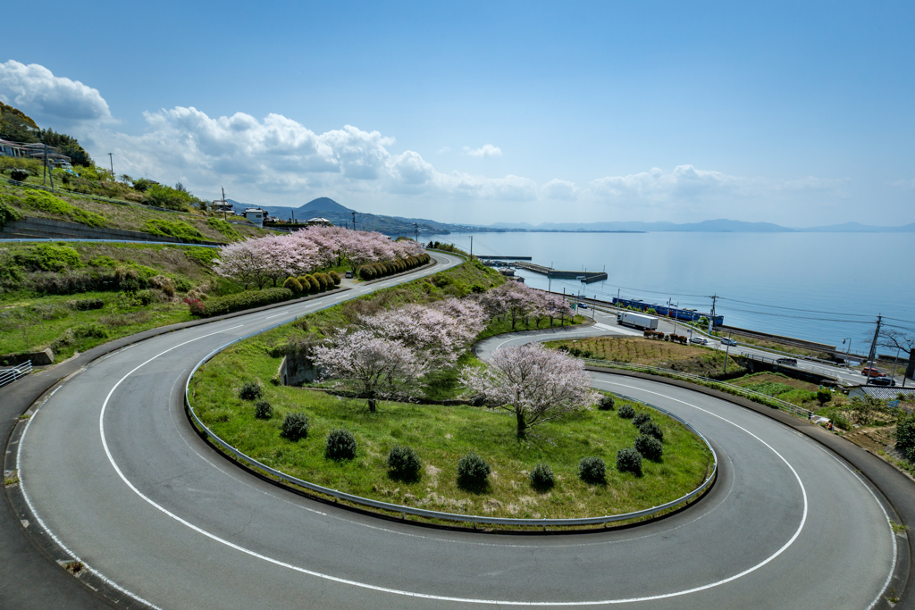 海を眺める桜達