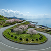 海を眺める桜達