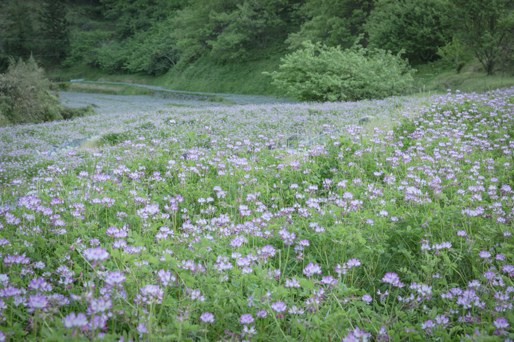 蓮華の丘を見つけて