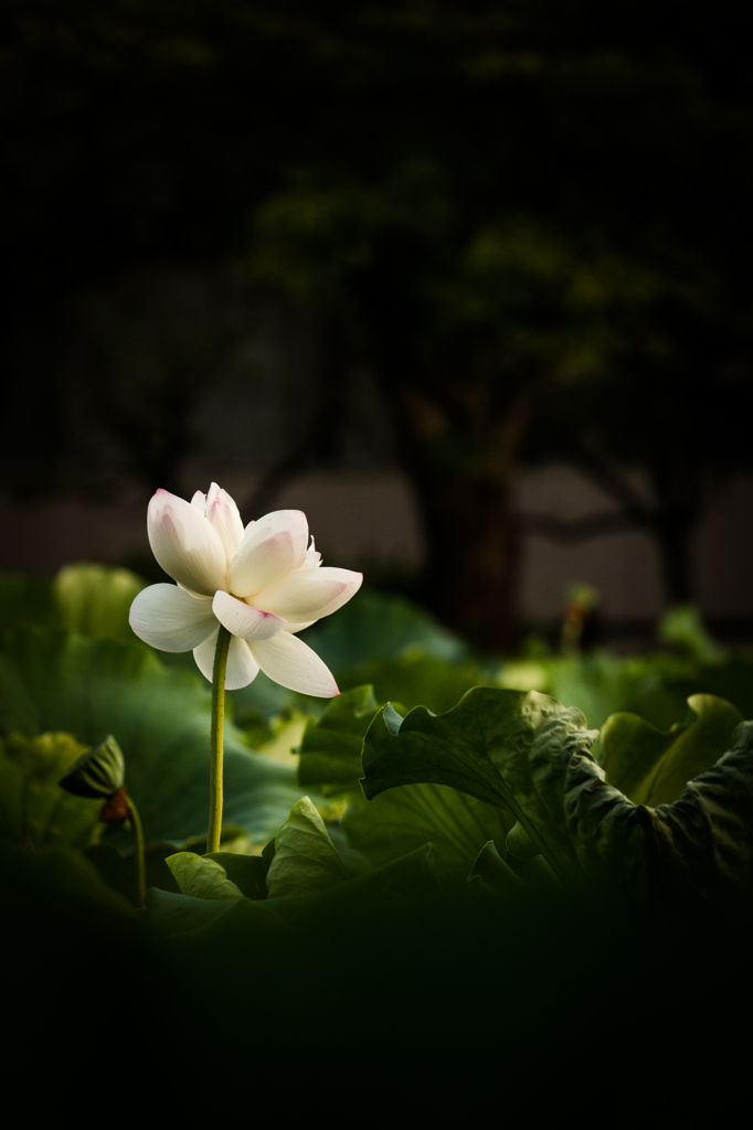 悠久の蓮