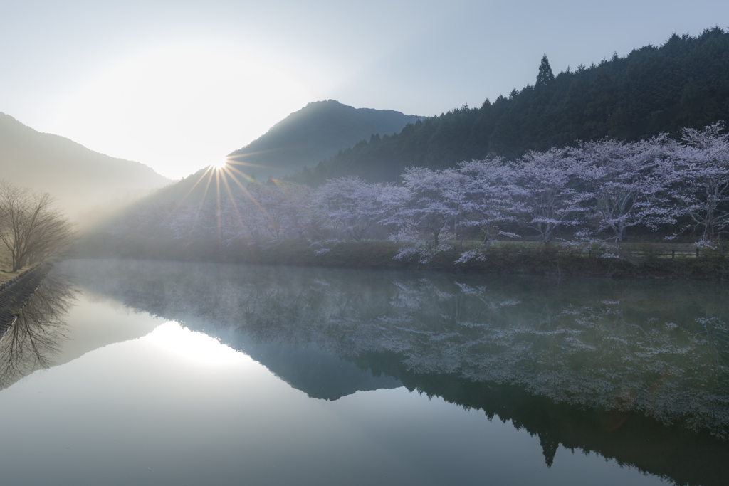 桜と迎える朝