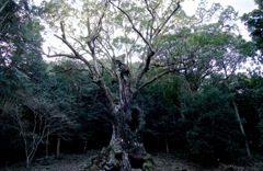 武雄の大楠