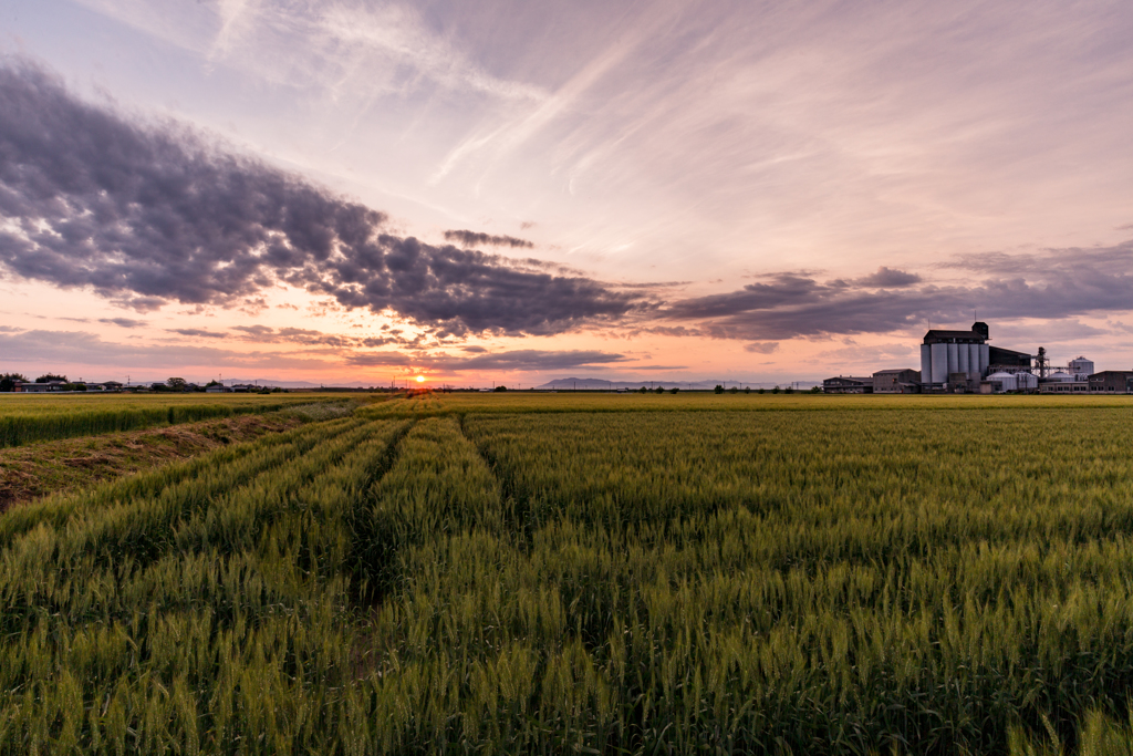 麦畑と朝の光