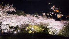 光と桜の庭園
