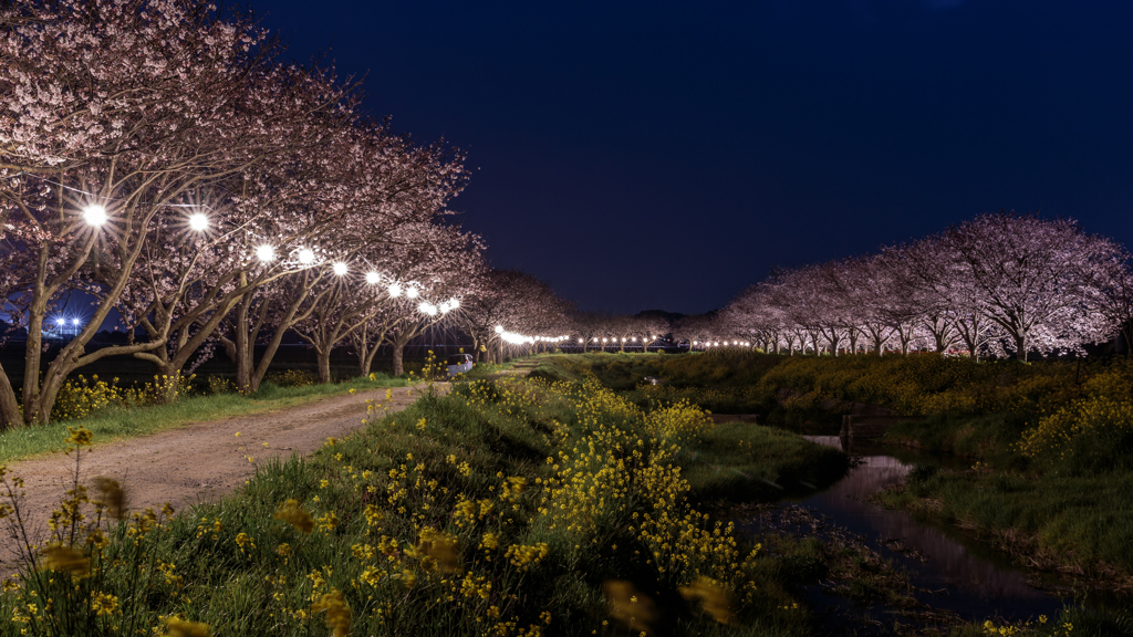 夜桜小道
