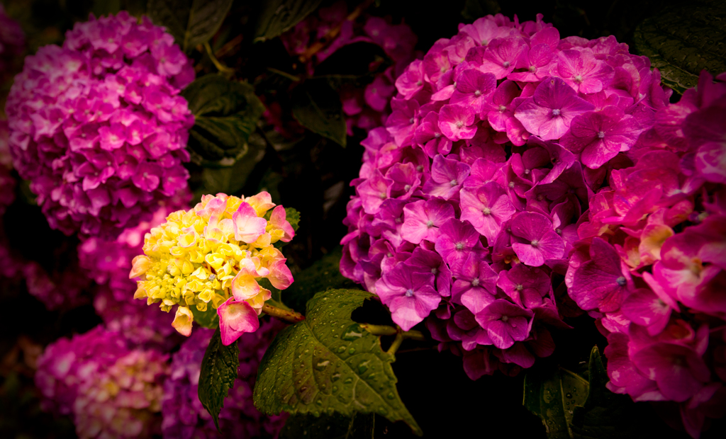 The Deep Purple