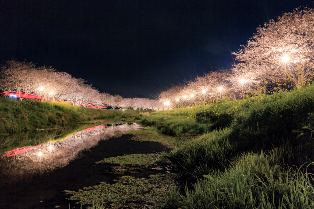 夜桜光小道