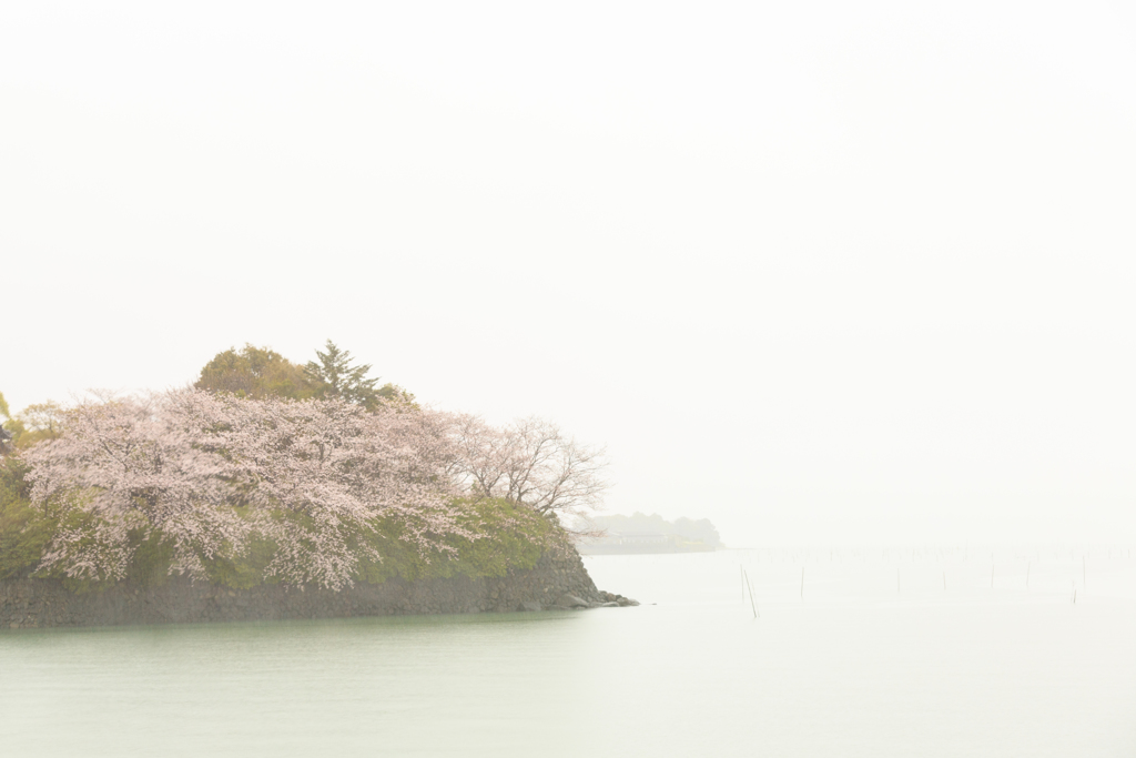 雨の中に咲く桜