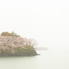 雨の中に咲く桜