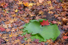 葉に浮かぶ小さな秋